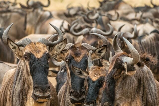 The Great Wildebeest Migration 2024: A Wild Safari Adventure